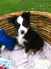 True Blue Toy Australian Shepherds - Dog and Puppy Pictures