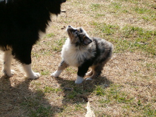 Color Country Aussies - Dog Breeders