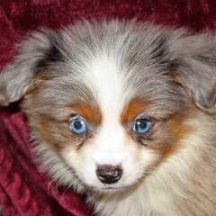 Herd About Toy And Mini Aussies - Dog and Puppy Pictures