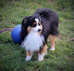 Boot Top Aussies - Dog Breeders