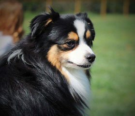Toy And Mini Aussie Puppies For Sale. - Dog Breeders