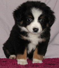 Mini/Toy Australian Shepherd Pups! - Dog Breeders