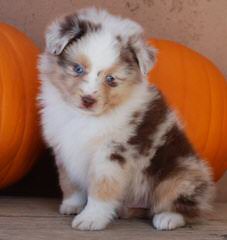 Cowboy Heaven Mini Aussies - Dog Breeders