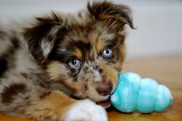 Circle K Farms toy and mini aussies - Dog Breeders