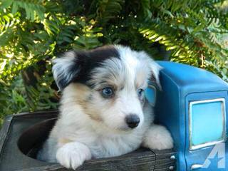 True Blue Toy Australian Shepherds - Dog Breeders