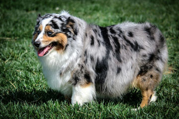 Flying Walker Toy Aussies - Dog Breeders