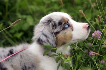 Yorton’s Lil Aussies - Dog and Puppy Pictures