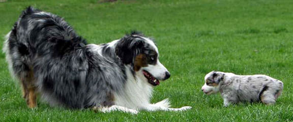 Unleashed Toy Australian Shepherd - Dog Breeders