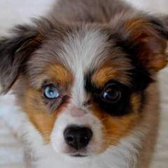 Magical Toy Aussies - Dog Breeders