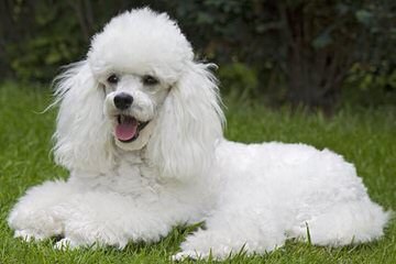 Shownoff Poodles And Yorkies - Dog Breeders