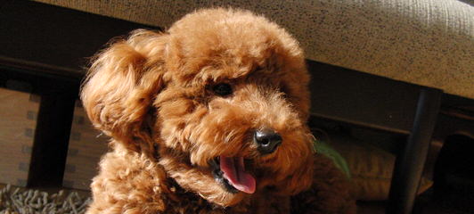 Toy Poodle New Jersey - Dog Breeders