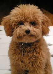 Toy Poodle Puppies For Sale - Dog and Puppy Pictures