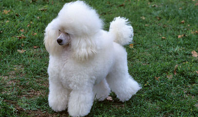 Fourpoints Poodles Top Quality Toy Poodles - Dog and Puppy Pictures