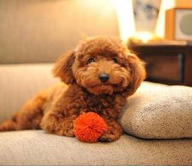 Toy Poodle Puppies For Sale - Dog Breeders