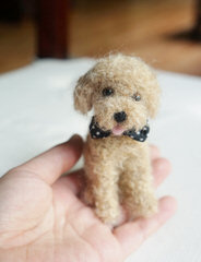 Pray’s Precious Toy Poodles - Dog and Puppy Pictures