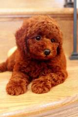 Female Adult Toy Poodle - Dog and Puppy Pictures