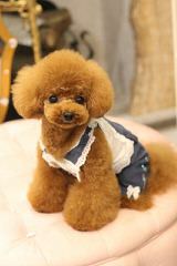 Toy Poodle Blacky As Daddy - Dog Breeders