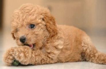 Rare Toy Poodles - Dog and Puppy Pictures