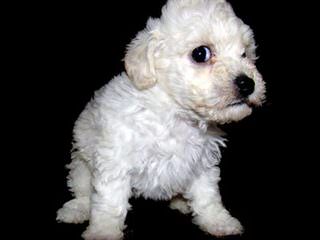 Zamora’s Toy Poodles - Dog Breeders