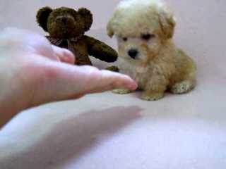 Toy Poodle Blacky As Daddy - Dog and Puppy Pictures