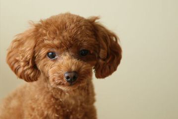 Female Adult Toy Poodle - Dog Breeders