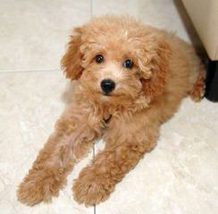 Akc Toy Poodles - Dog Breeders