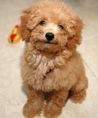 Toy Poodle Puppies For Sale,Blk 3 Male 8 Wks Old - Dog Breeders