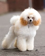 Madthai Toy Poodles - Dog Breeders