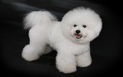 Tiny Toy Poodles - Dog Breeders