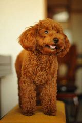 Poodles4sale.com - Dog Breeders