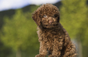 Swancreek Toy Poodles N More - Dog Breeders