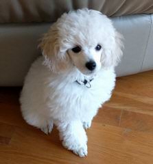 Toy Poodle New Jersey - Dog Breeders