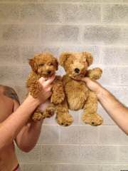 Fisher’s Kolorful Toy Poodles - Dog and Puppy Pictures