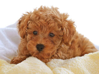 Akc Toy To Small Miniature Poodles - Dog Breeders