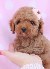 Dreams R Made Teacup And Toy Poodle Dog - Dog Breeders