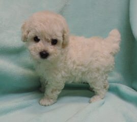 Pray’s Precious Toy Poodles - Dog and Puppy Pictures