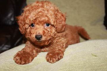 Toy Poodle Puppy - Dog Breeders