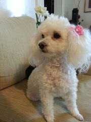 Harriet’s Poodles - Dog and Puppy Pictures