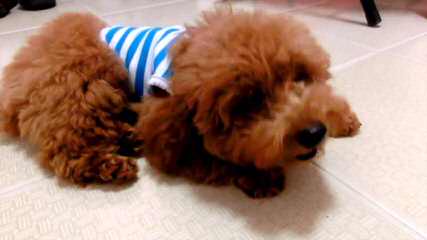 Dreams R Made Teacup And Toy Poodle Dog - Dog Breeders