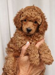 Pray’s Precious Toy Poodles - Dog and Puppy Pictures