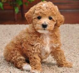 Tiny Toy Poodles - Dog and Puppy Pictures