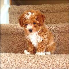 Toy Poodle Puppy - Dog and Puppy Pictures