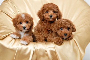 Shownoff Poodles And Yorkies - Dog Breeders