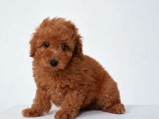 Poodle Puppies (Toys) & (Mini’s) - Dog and Puppy Pictures