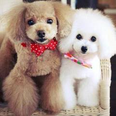 Dreams R Made Teacup And Toy Poodle Dog - Dog and Puppy Pictures