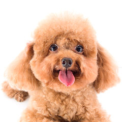 Akc Toy & Mini Poodles - Dog Breeders