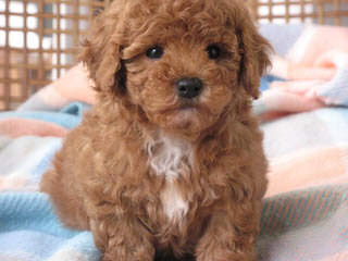 Female Adult Toy Poodle - Dog Breeders