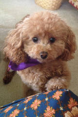 Toy Poodle Puppies For Sale - Dog Breeders