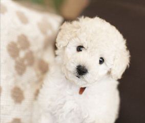 Sharon’s Poodles - Dog and Puppy Pictures