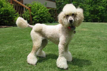 Fourpoints Poodles Top Quality Toy Poodles - Dog and Puppy Pictures